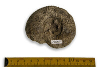 F 01950
<br/>
<br/>
<em></em>